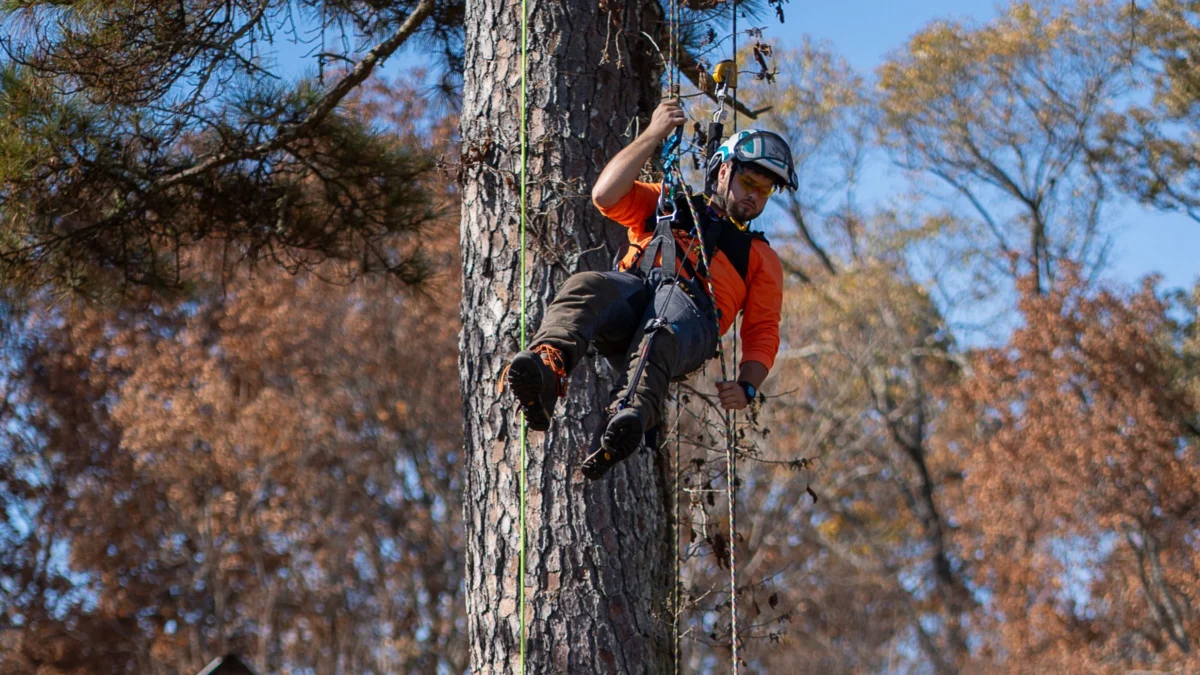 The Georgia Tree Climbing Championship Highlights Professional Rigor and Environmental Stewardship in Lithia Springs