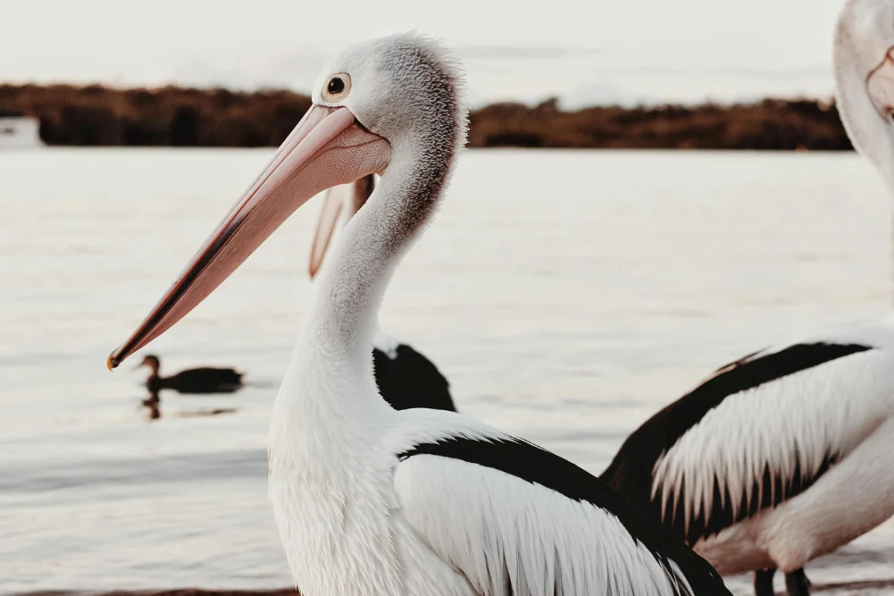 A Journey Through the Noosa Biosphere Sustainable Tourism and the Evolution of the Modern Babymoon Experience