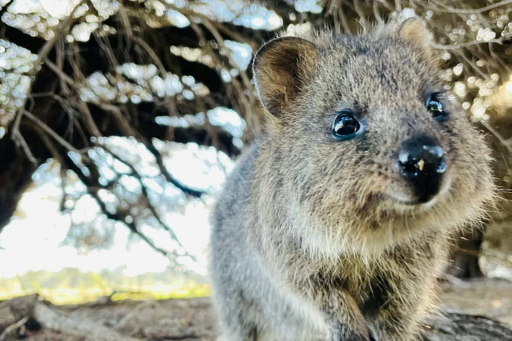 A Journey Through Time and Nature: The Evolving Landscape of Rottnest Island and Fremantle