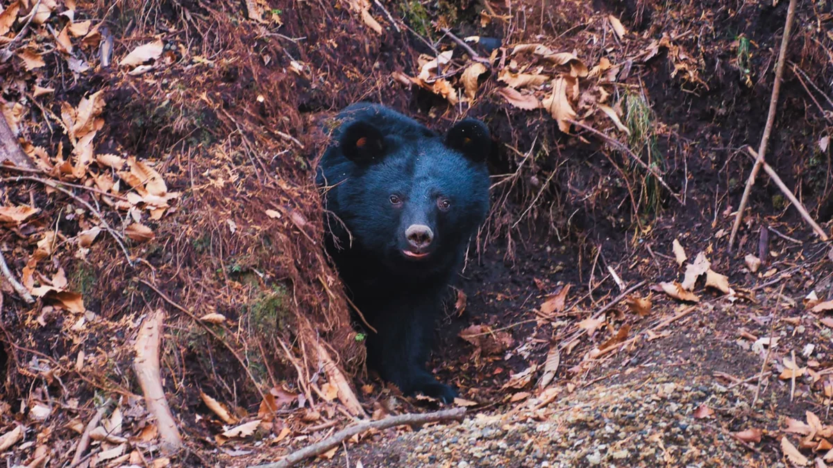 Japan Faces Unprecedented Surge in Bear Attacks as Rural Depopulation Erases Borders Between Wilderness and Civilization
