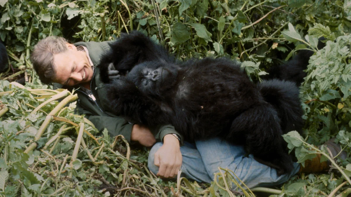 Sir David Attenborough Celebrates Centenary with Netflix Premiere of A Gorilla Story Highlighting Five Decades of Conservation Progress in Rwanda.