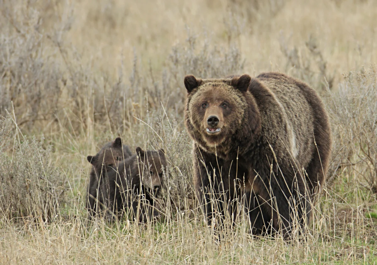 Spring Awakens a Spectacle of Wildlife in Cody Yellowstone, Drawing Nature Enthusiasts and Conservation Focus