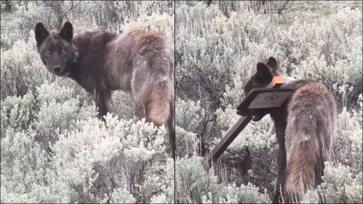 Yellowstone Wolf Pup Captured on Camera Misappropriating Grizzly Bear Warning Sign as Chew Toy