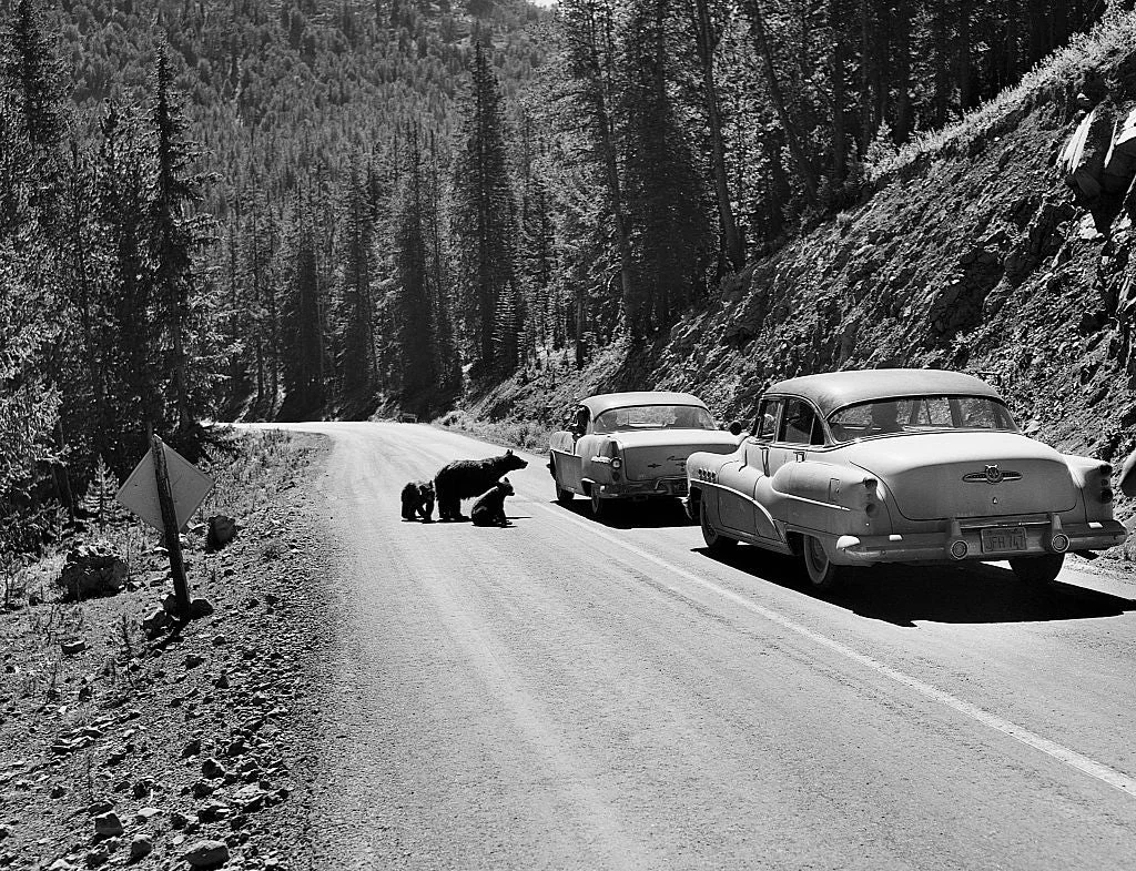 Grizzly Bear Attacks in Glacier and Yellowstone National Parks Raise Concerns Over Human-Wildlife Conflict in the Rocky Mountains