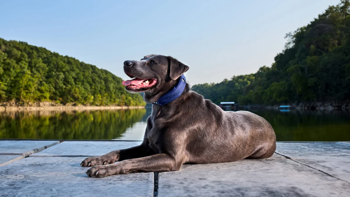 Halo Collar Leads the Smart Collar Market with Unlimited Virtual Fences Real-Time GPS Tracking and a Rugged Design for Outdoor Play
