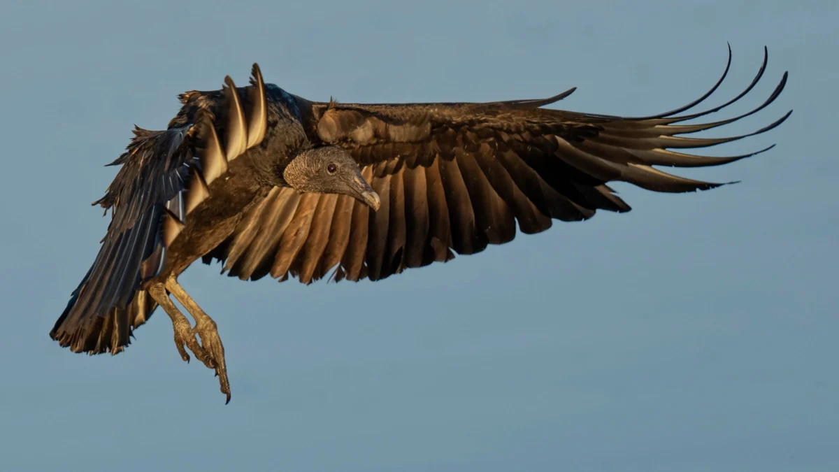 National Park Service Launches Investigation Into Illegal Dumping of 33 Protected Black Vultures in Great Smoky Mountains