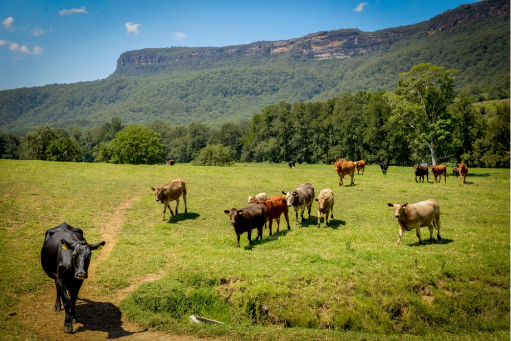 Slowing Down in the Shoalhaven A Comprehensive Guide to Wellness Tourism and Sustainable Travel in the New South Wales South Coast