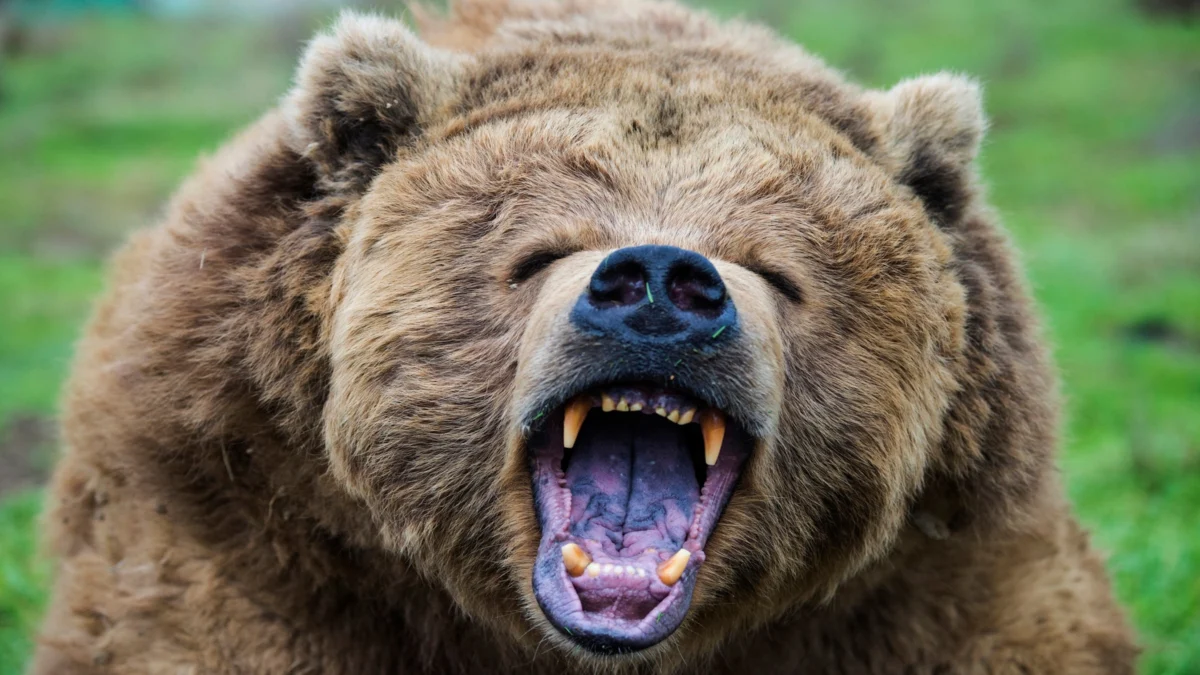 Yellowstone Apex Predators Clash Over Bison Carcass in Rare Display of Kleptoparasitism
