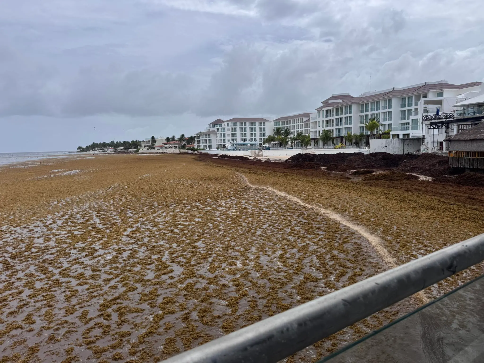 Caribbean Grapples with Unprecedented Sargassum Influx, Projecting Potentially Worst Year on Record