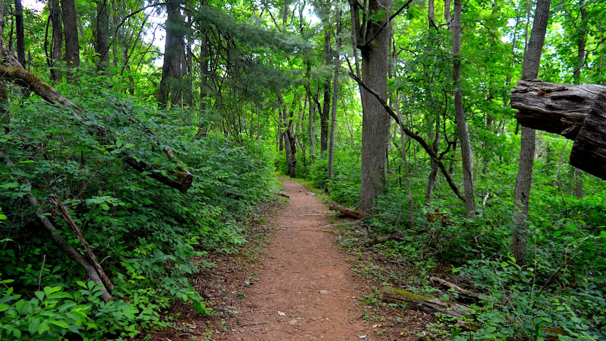 Chasing the Glow The Science and Spectacle of Firefly Season Across Americas National Parks