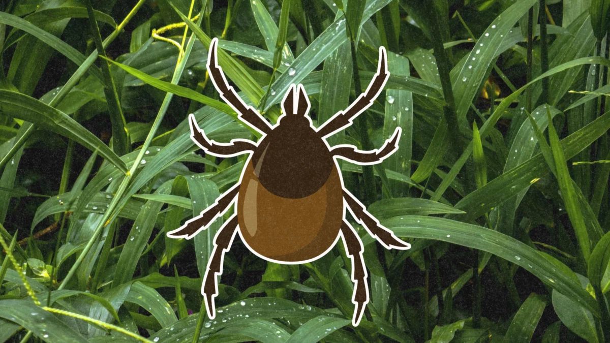 Comprehensive Guide to Tick-Borne Illness Prevention and the Critical Protocols for Post-Exposure Management