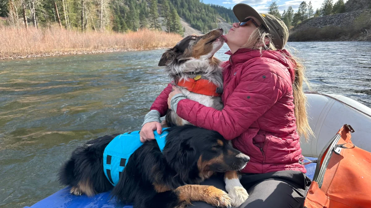 Essential Gear for High-Drive Dogs A Comprehensive Field Test of Backcountry Tools and Enrichment Solutions for 2026