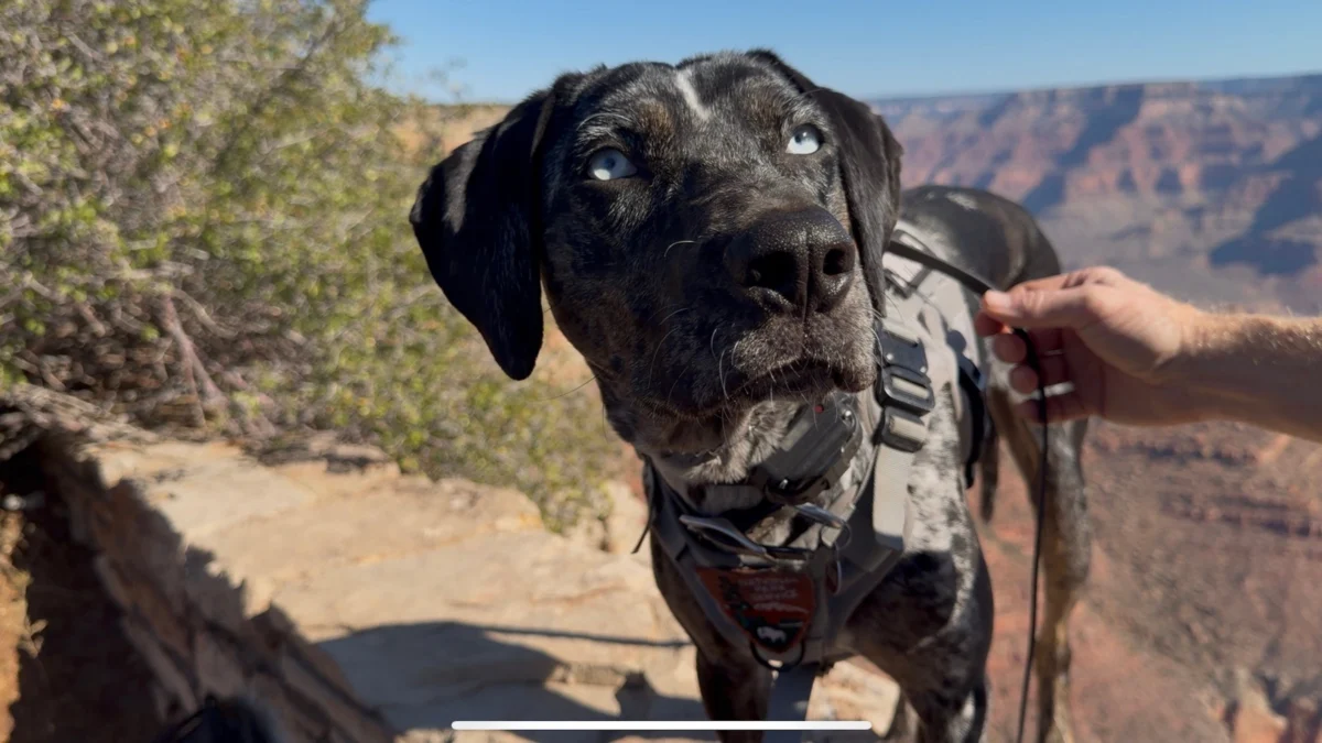 Grand Canyon National Park Deploys Specialized Conservation K9 to Mitigate Human-Wildlife Conflicts and Manage Habituated Elk Populations