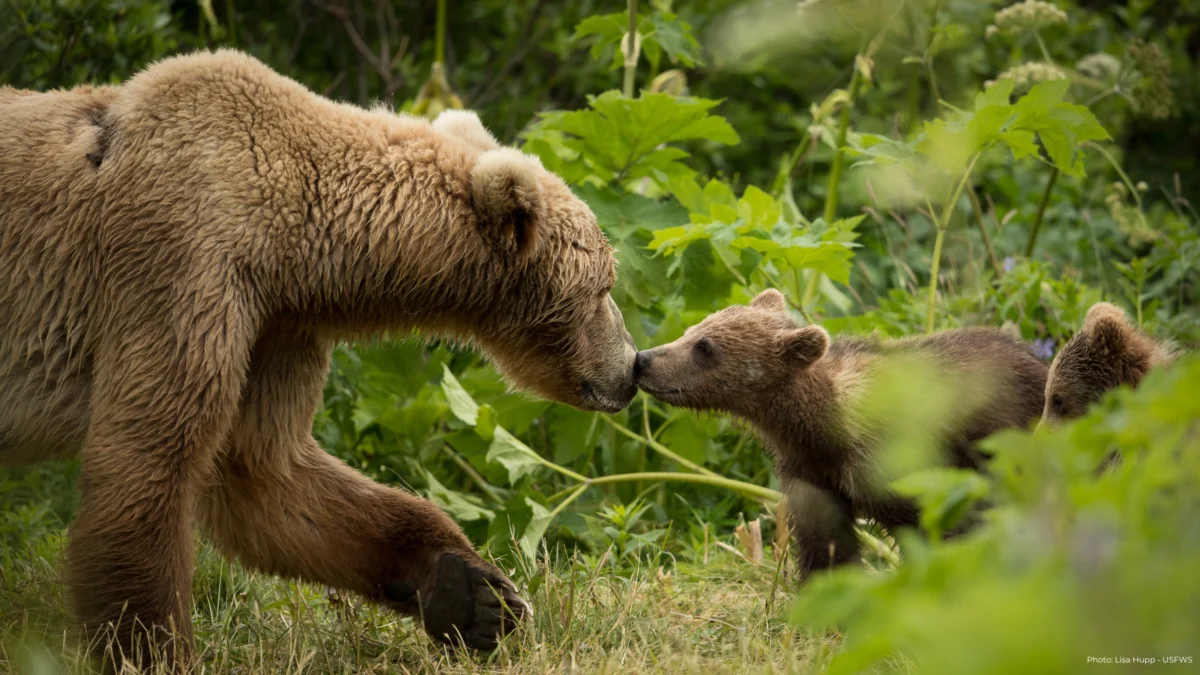 The Future of the Endangered Species Act and the Survival of America’s Most Vulnerable Wildlife