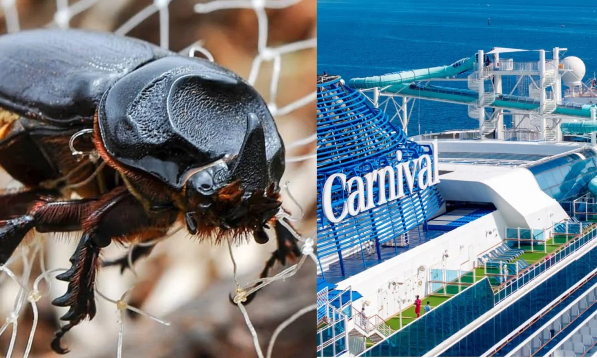 Mystery Island Missed Due to Beetle Biosecurity Rules: Carnival Adventure Passengers Denied Port Call Amidst Invasive Species Concerns