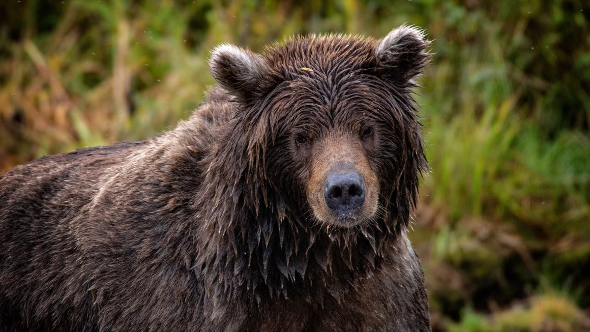 New Investigation Details Fatal Grizzly Encounter in Glacier National Park and the Critical Risks of Solo Night Hiking