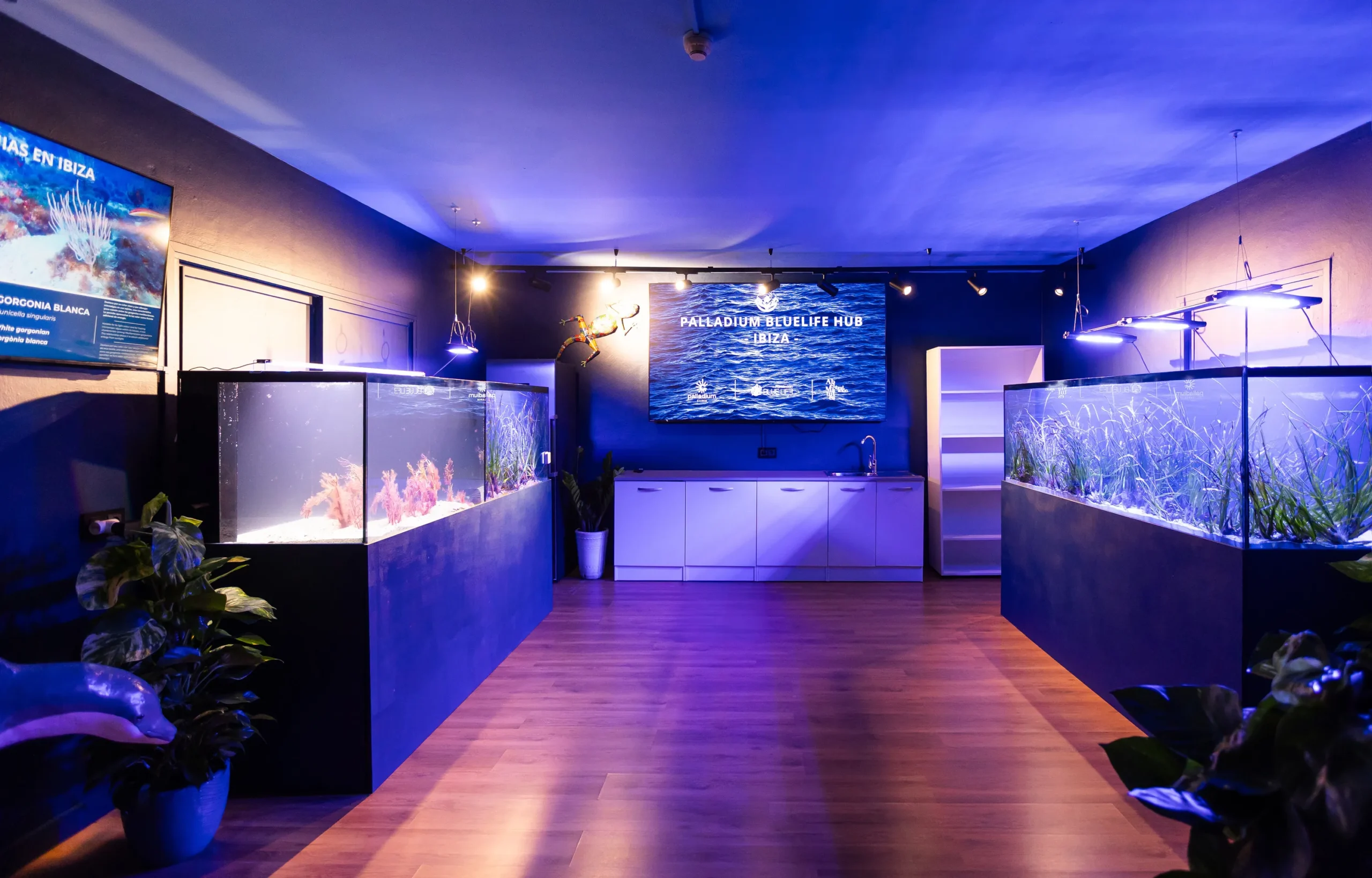 Beyond the Coral Reef: Palladium Hotel Group Pioneers Seagrass Conservation in Ibiza