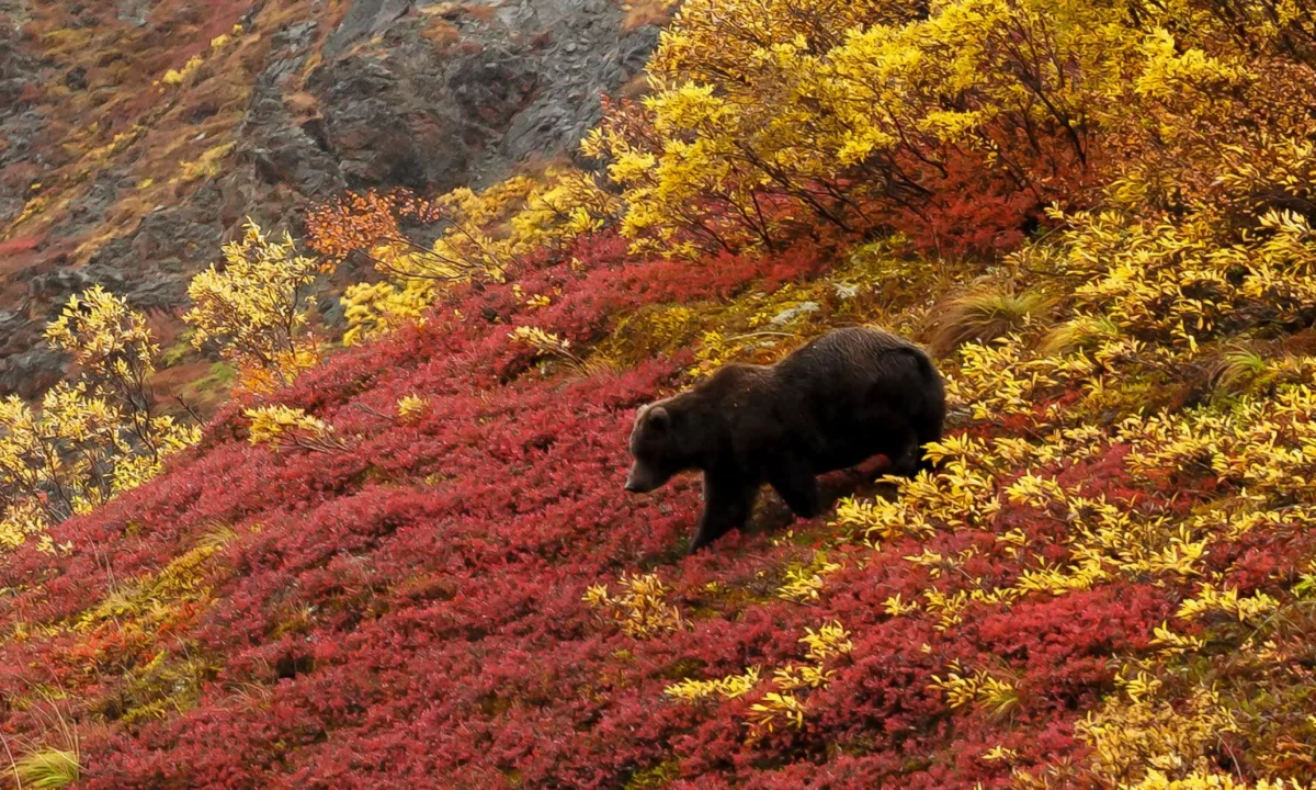 Beyond the Glaciers: The Strategic Expansion of Alaska Cruise-Tour Infrastructure