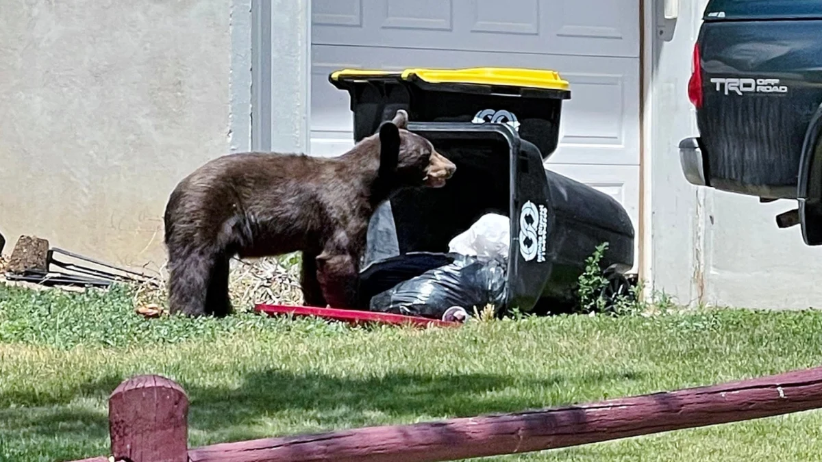 Colorado Wildlife Officials Face Unprecedented Crisis as Starving Bears Ingest Household Trash, Driving Record Human-Wildlife Conflicts