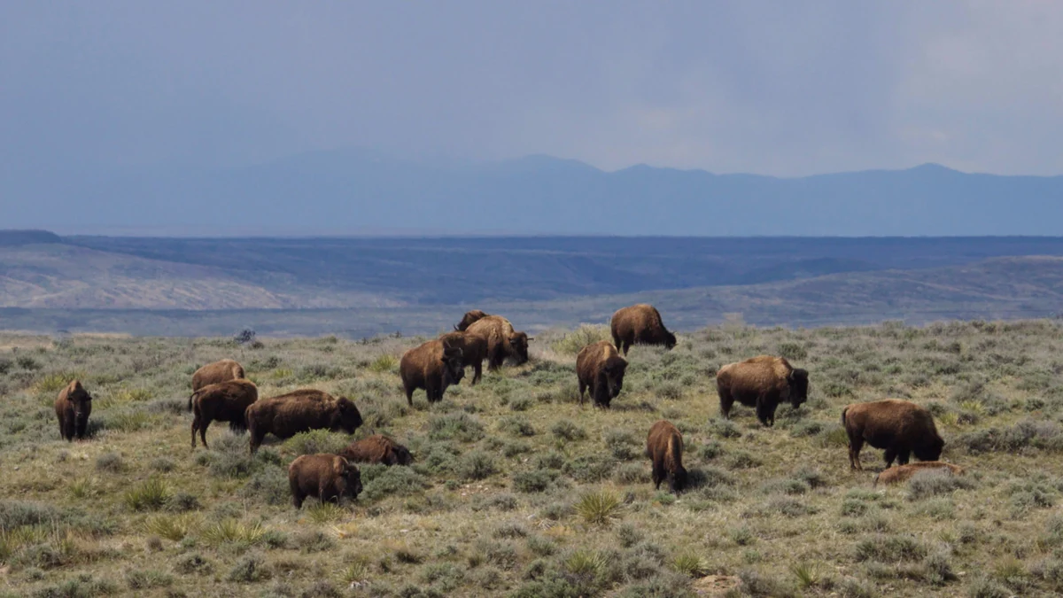 Federal Judge Blocks Bureau of Land Management Order to Remove Montana Bison Herd in Landmark Rangeland Ruling