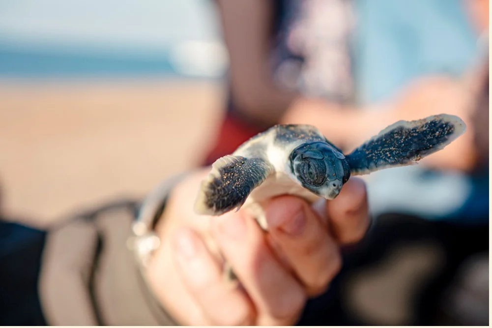 Guardians of the Flatback: Inside the High-Stakes Scientific Mission on Bare Sand Island